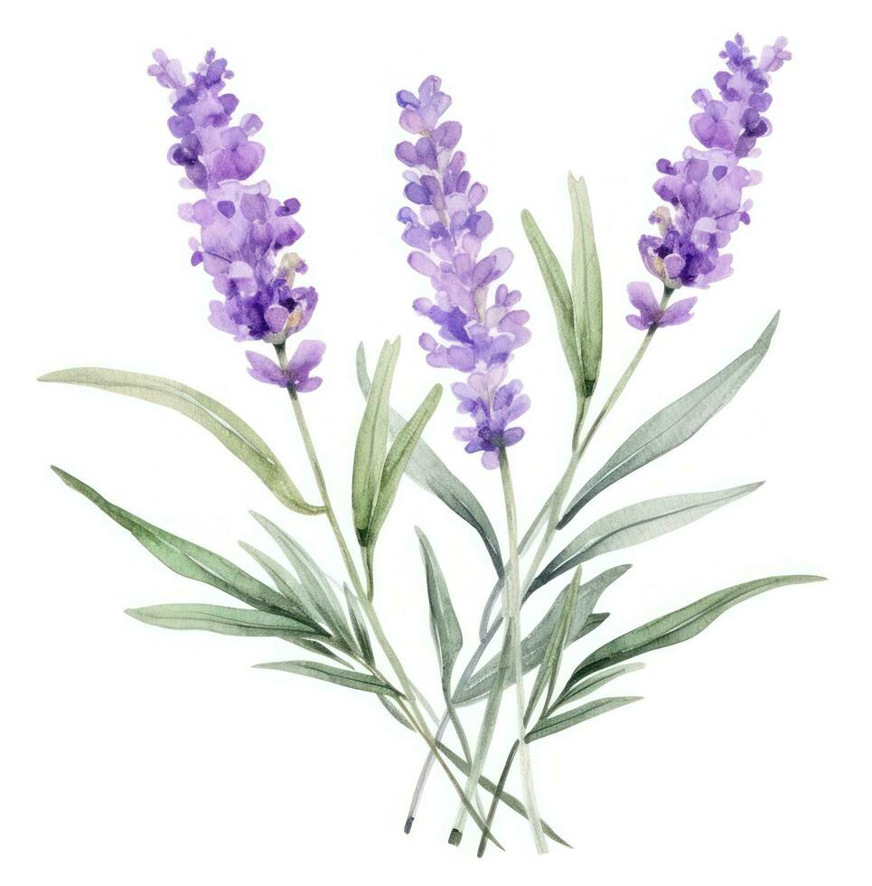 AI generated watercolor purple lavender with leaves, isolated photo