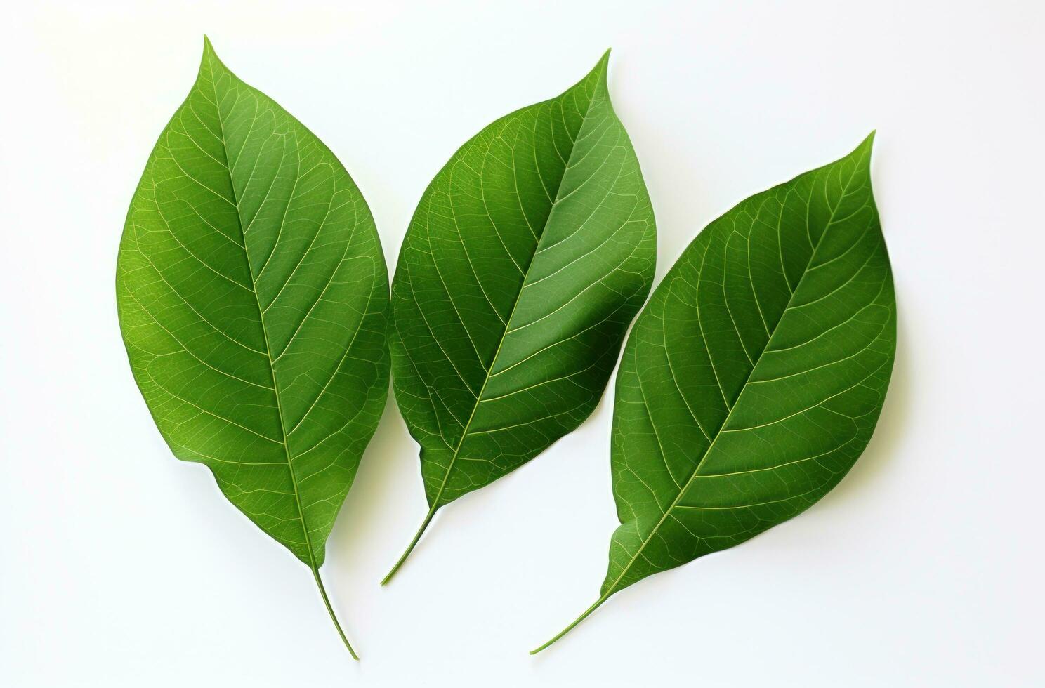 AI generated two green leaves and leaves move on white background, photo
