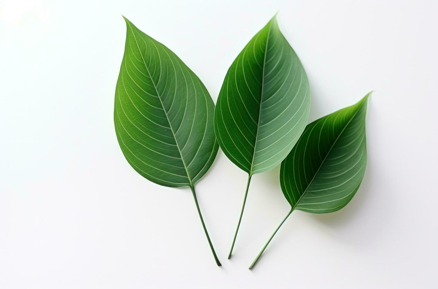AI generated two green leaves and leaves move on white background, photo