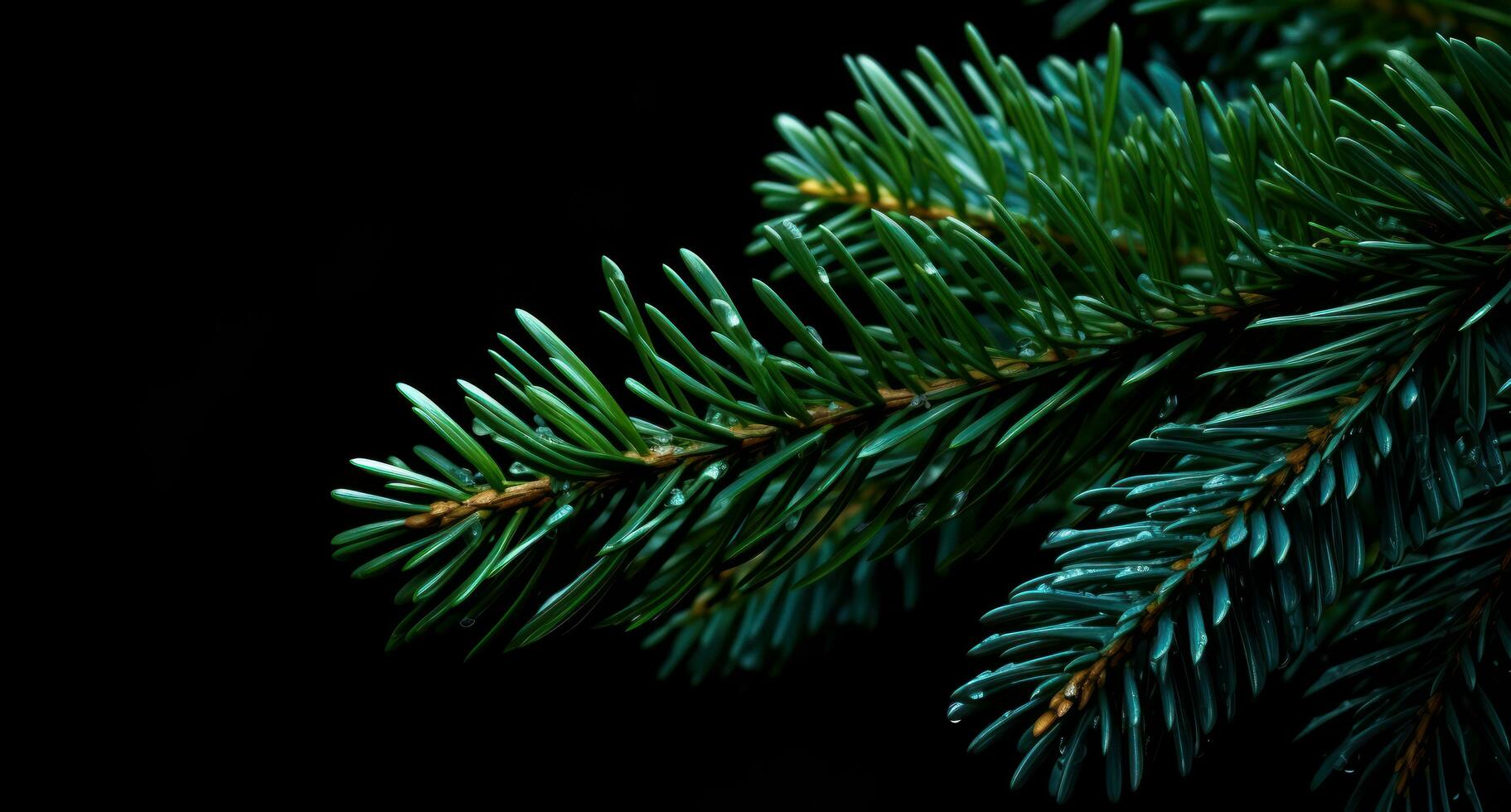 AI generated swiss fir christmas tree isolated on dark background christmas tree photo