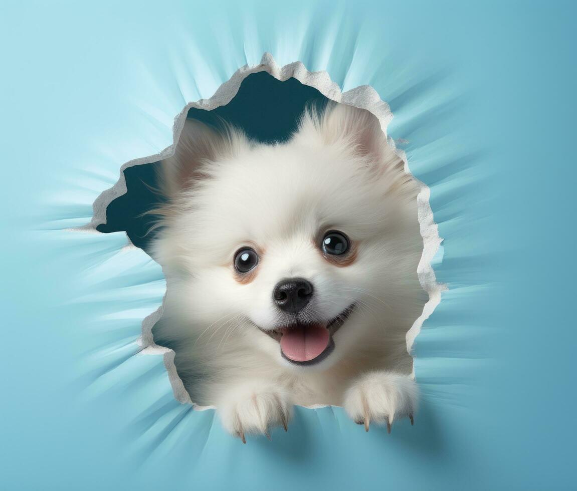 AI generated pomeranian puppy peeking out of hole, photo