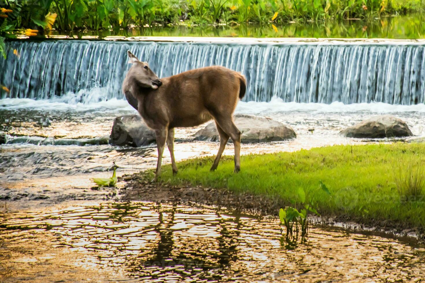 A female deer in the forest photo