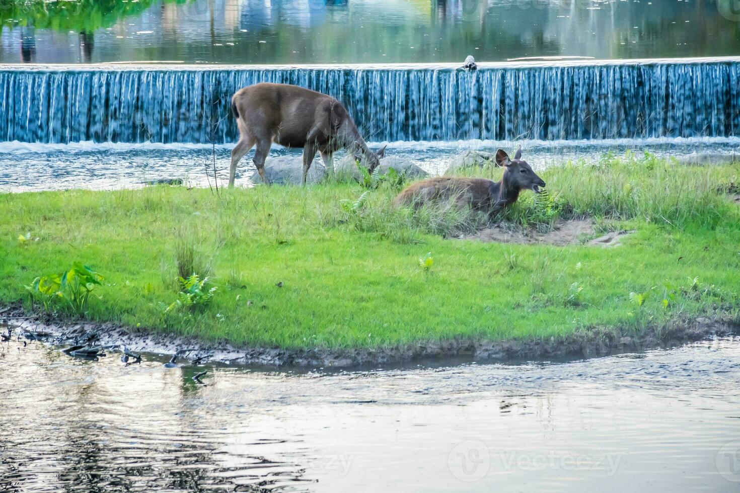 un hembra ciervo en el bosque foto