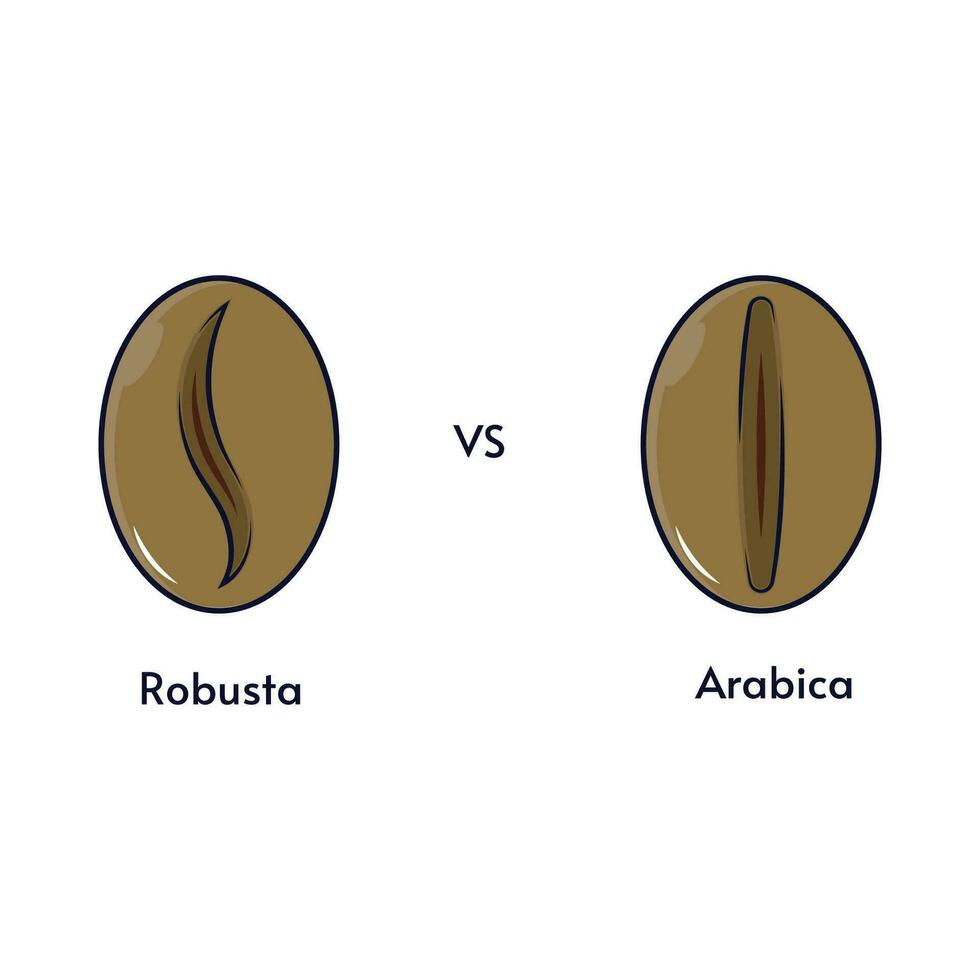 the difference between robusta and arabica coffee beans vector