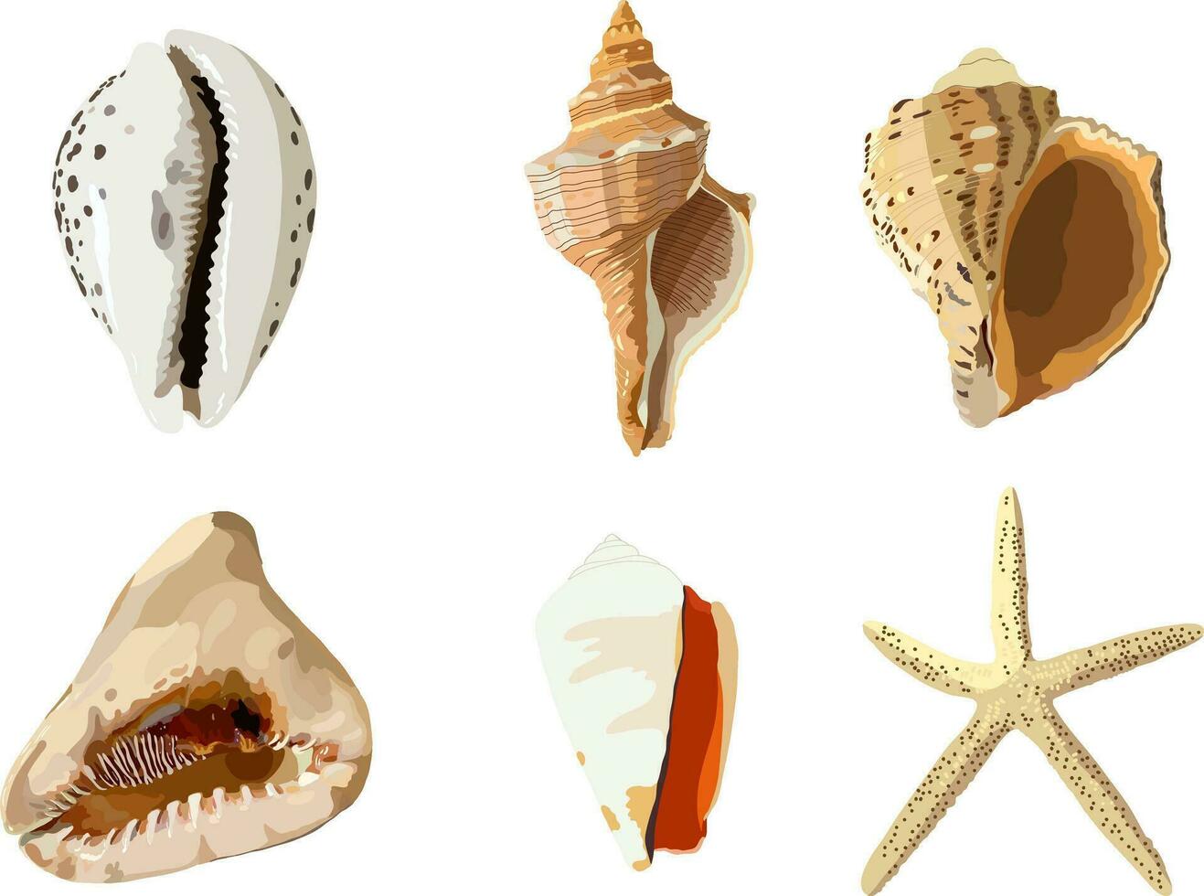 Set of sea shells. Vector photorealism. Starfish shells, gastropods.