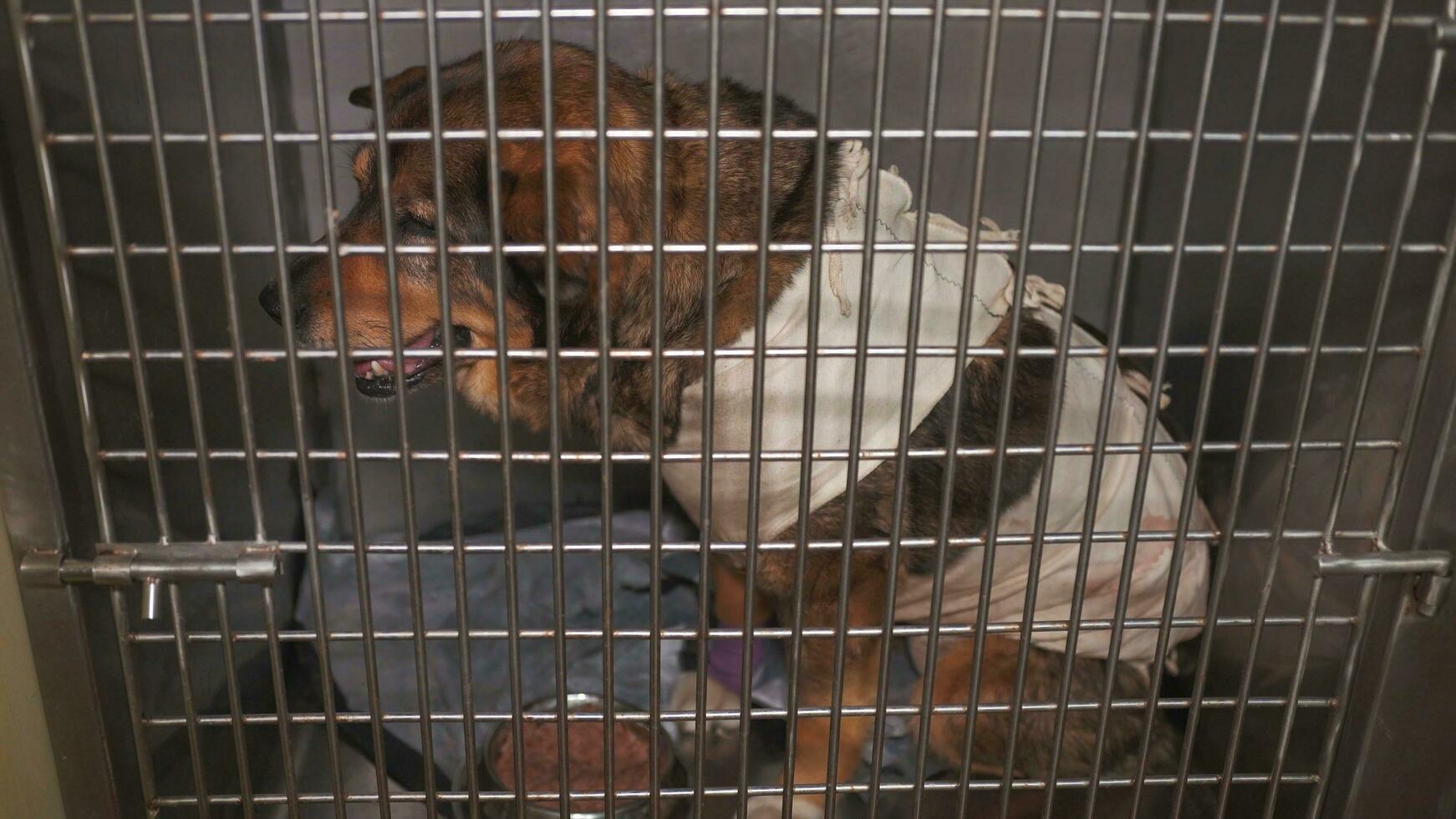 Sick dog in a cage at a veterinary clinic. photo