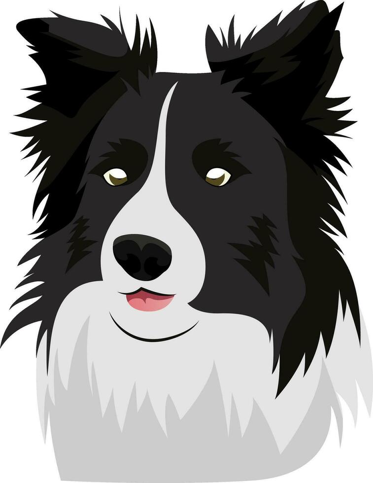 Border Collie illustration vector on white background
