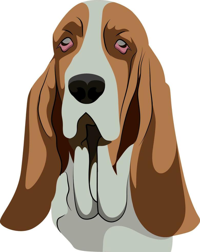 Basset Hound illustration vector on white background