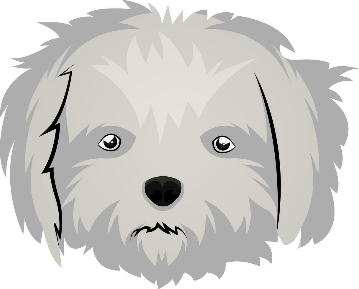 Maltese illustration vector on white background