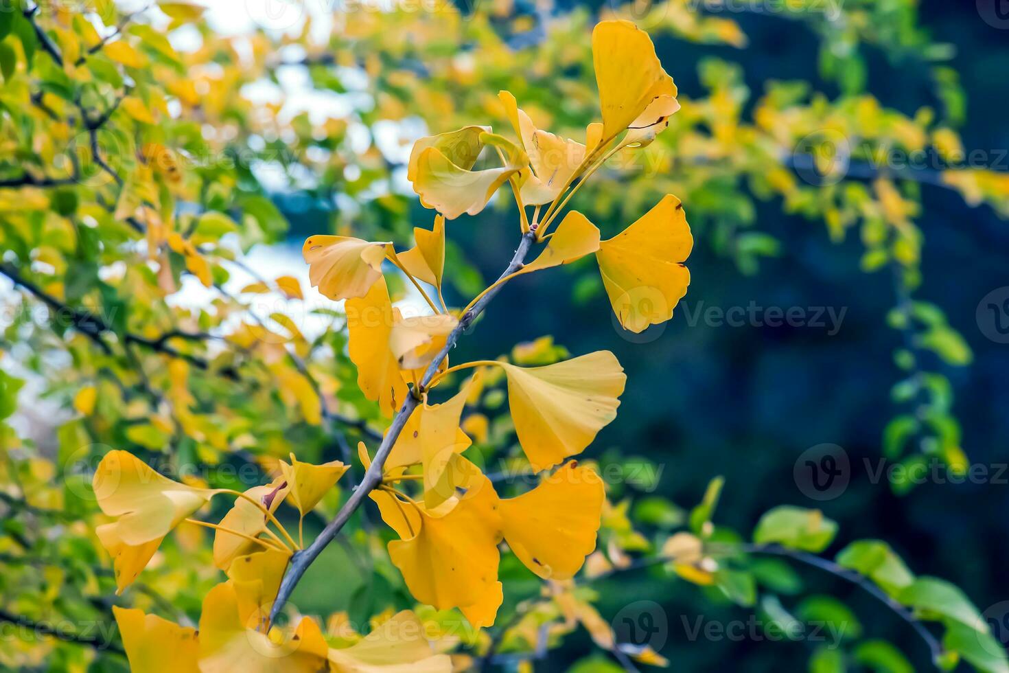 gingko árbol en otoño. amarillo hojas en árbol ramas en contra el cielo. cambio de temporada en naturaleza foto