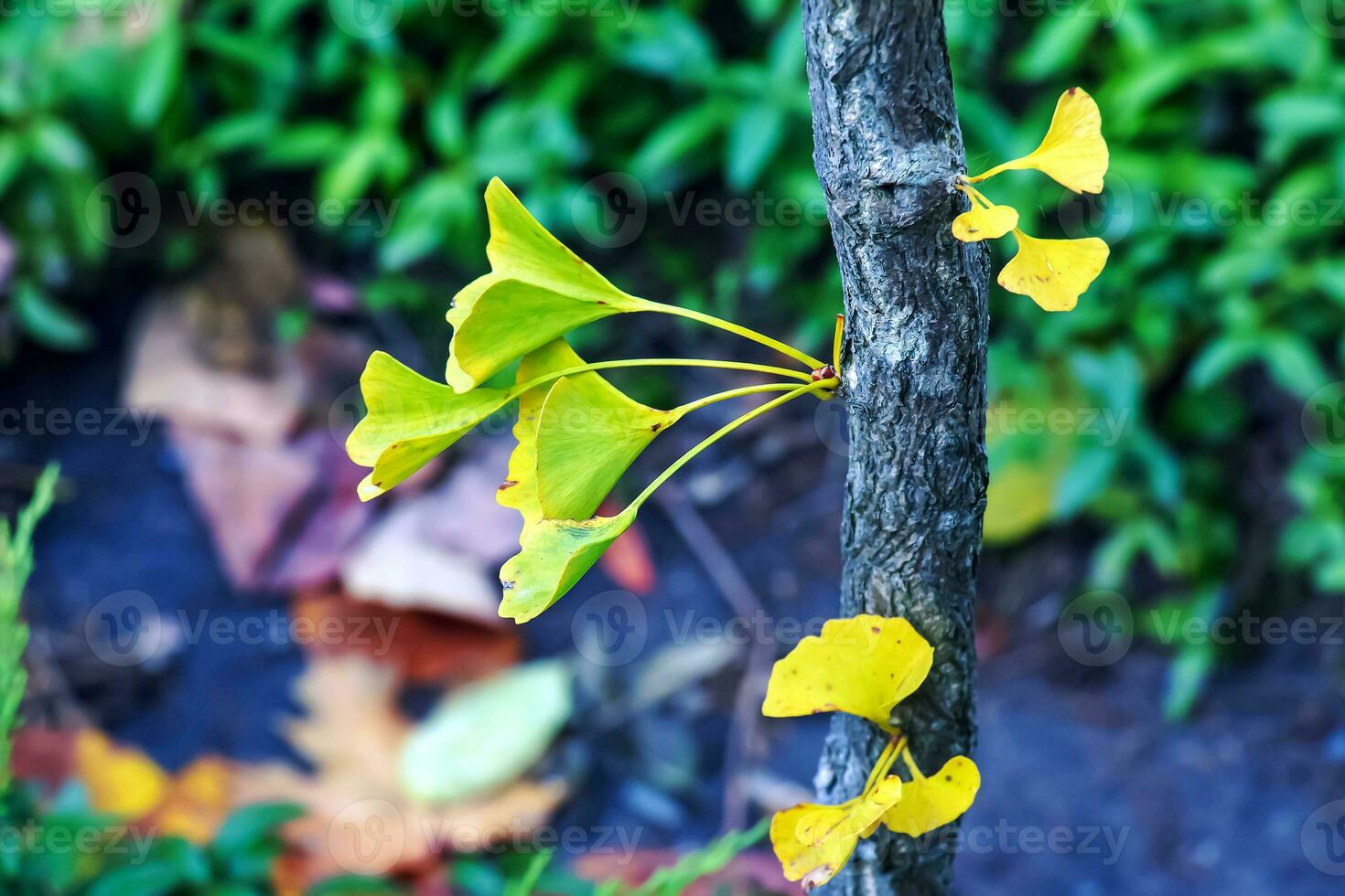 gingko árbol en otoño. amarillo hojas en árbol ramas en contra el cielo. cambio de temporada en naturaleza foto