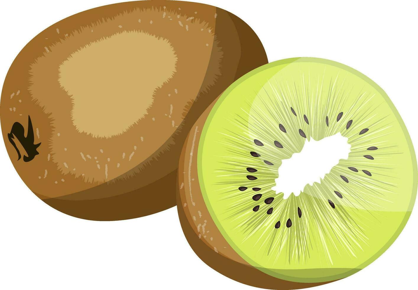 Brown kiwi fruit and green kiwi half vector illustration on white background.