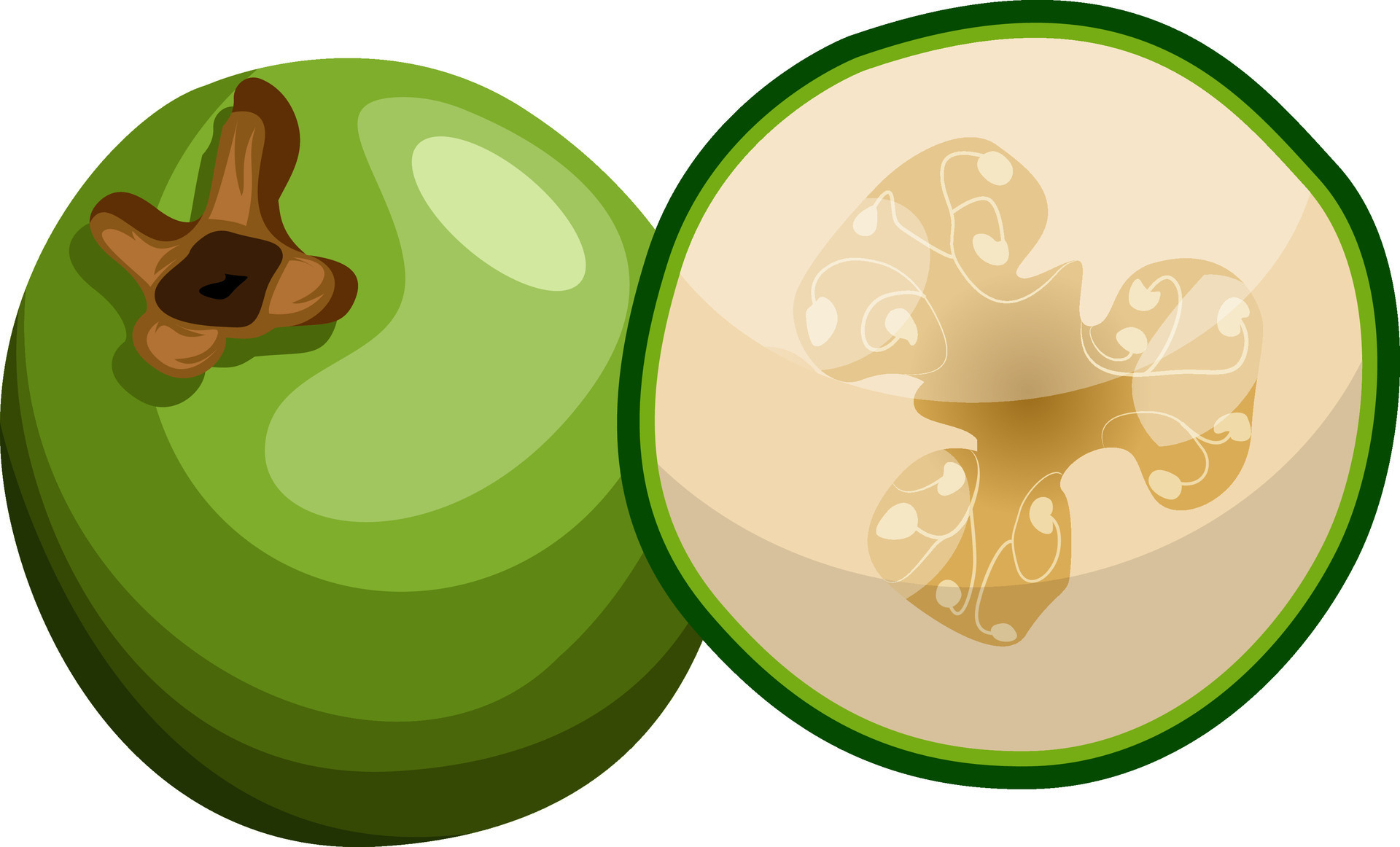 Cartoon of green raw fig half a fig vector illustration on white