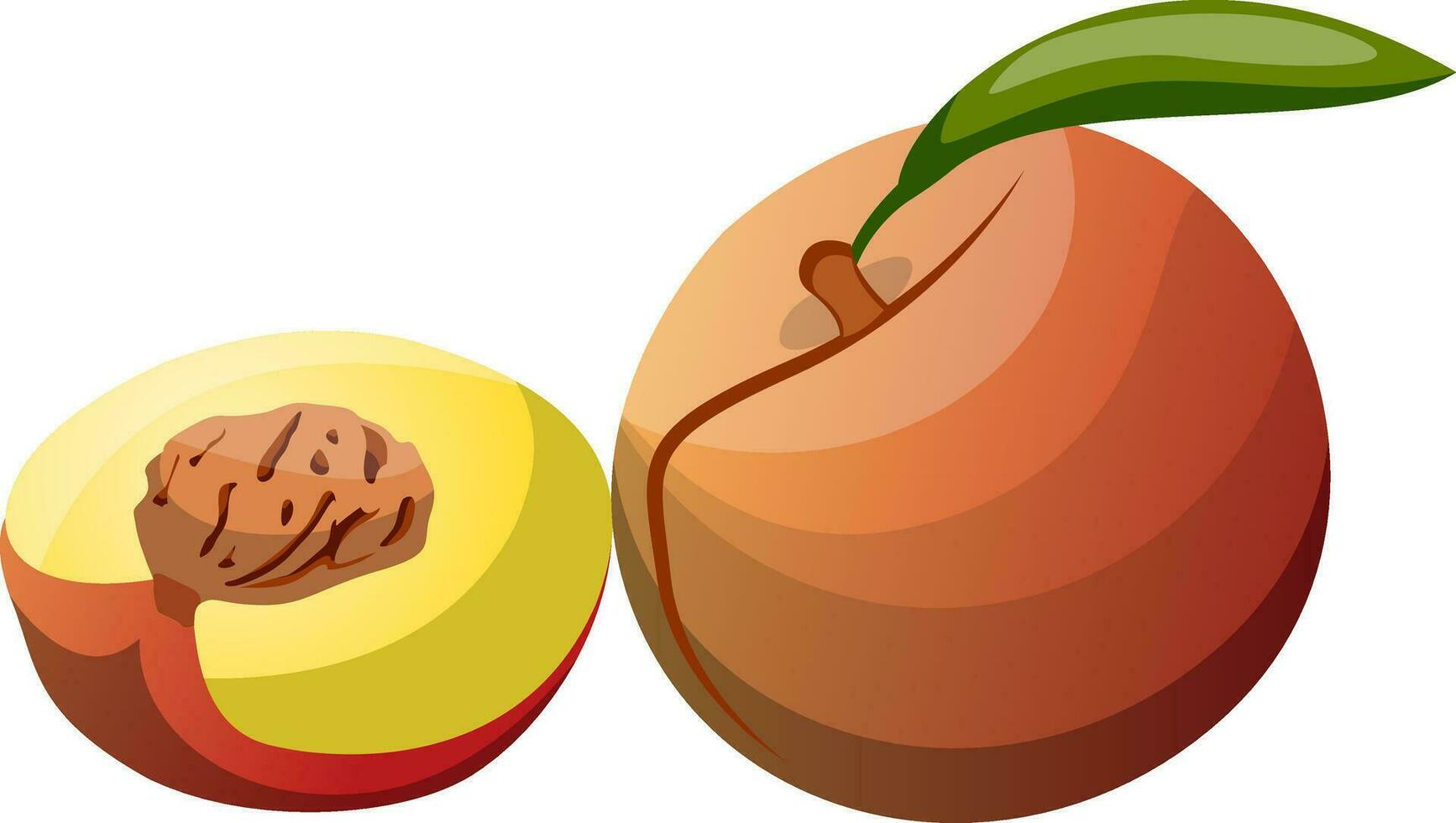 Cartoon of a orange red and yellow peach fruit with green leaf half a peach with brown seed vector illustration on white background.