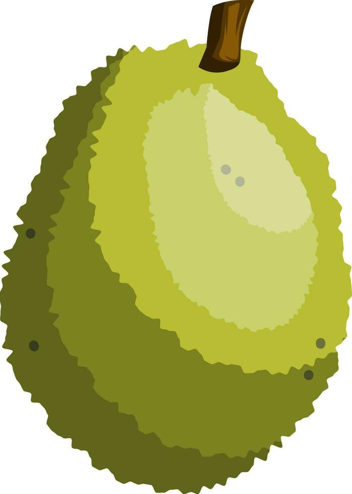 Green jackfruit vector illustration on white background.