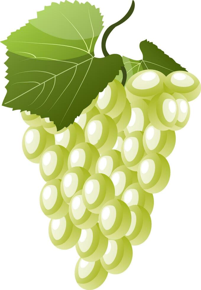 Cartoon of white grapes with green leaf vector illustration on white background.