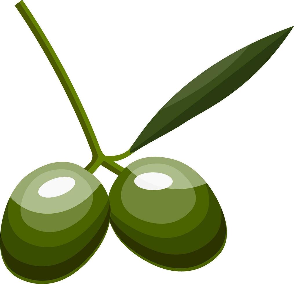 Cartoon of two green olives  with green leaf on a branch vector illustration on white background.
