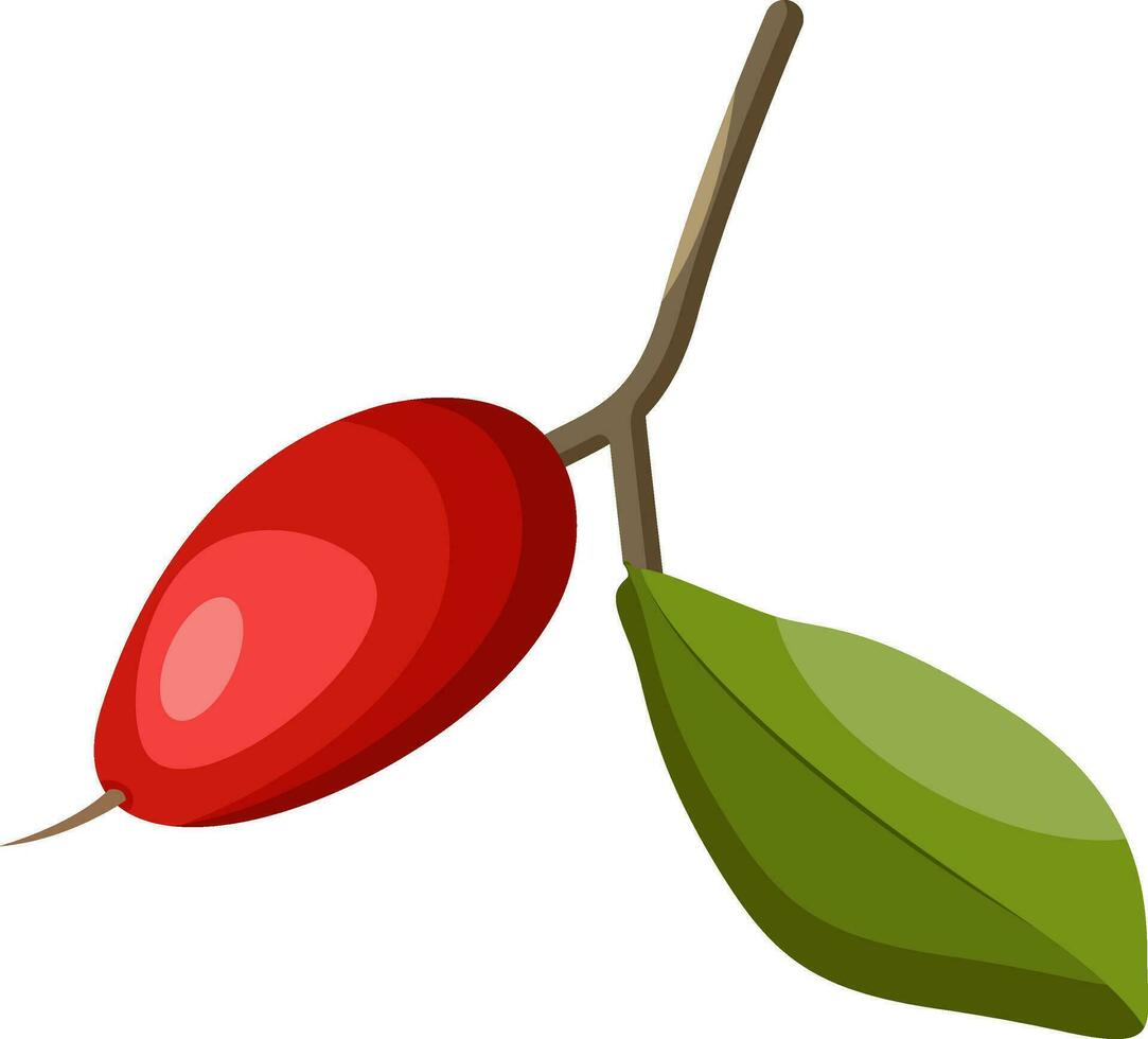 Cartoon of a red miraclefruit with green leaf on a branch vector illustration on white background.