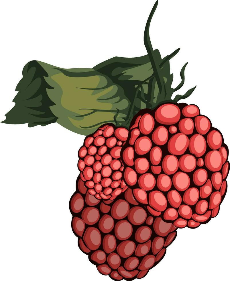 Vector illustration of red rasberry fruit with green leaf white background.