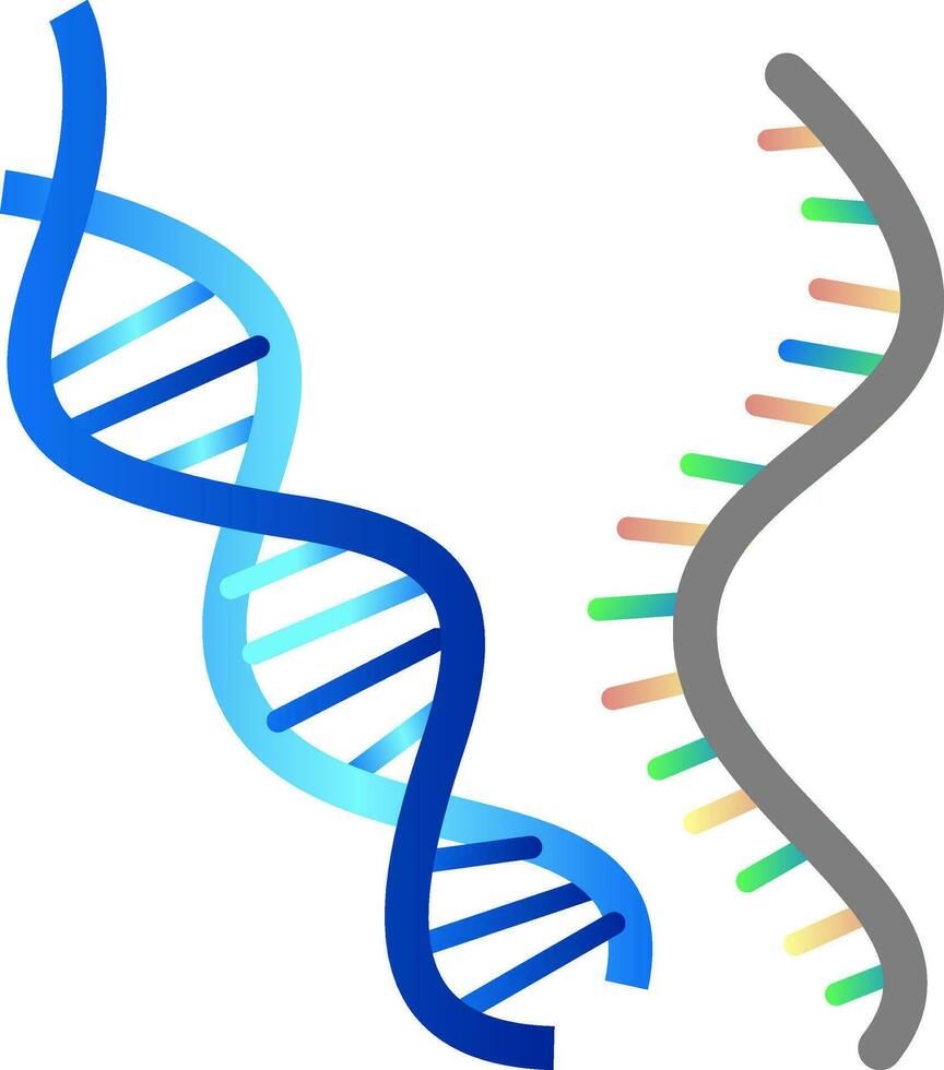 DNA and RNA vector illustration on white background