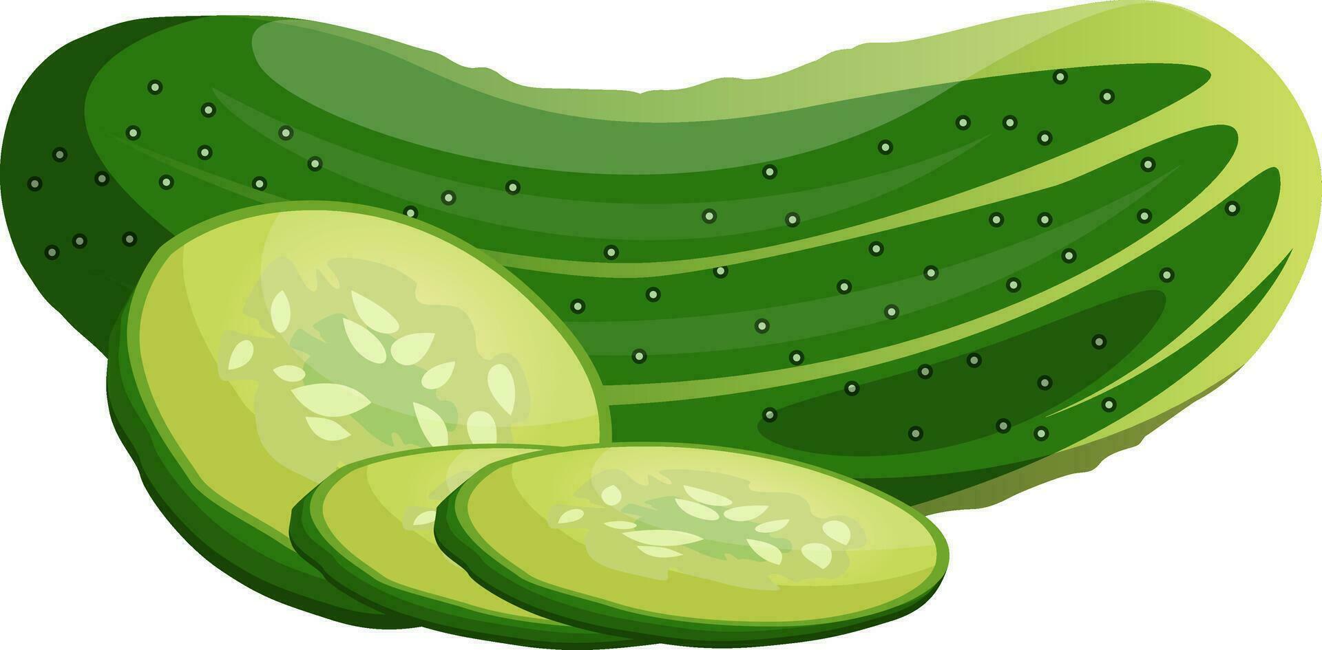 Green cucumber and slices cartoon vegetable vector illustration on white background.