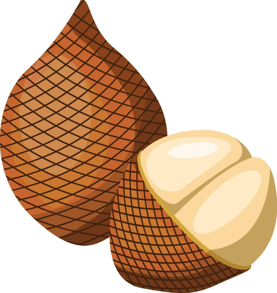 Vector illustration of brown salak fruit half a salak pealed  white background.