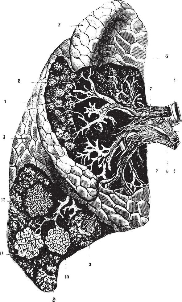 External confirmation, internal organization and structure of th vector