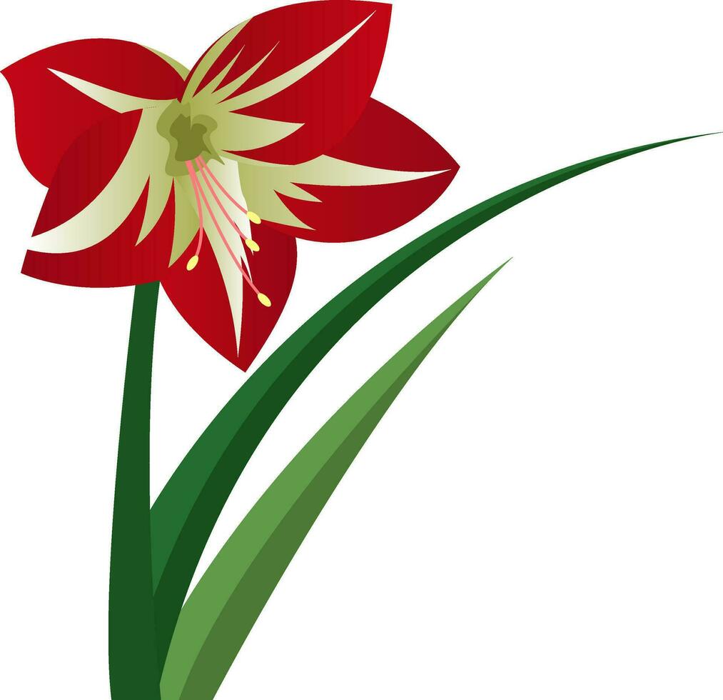 Vector illustration of amaryllis flower on white background.