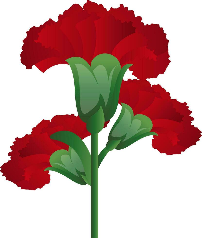 Vector illustration of red carnation  flowers  on white background.