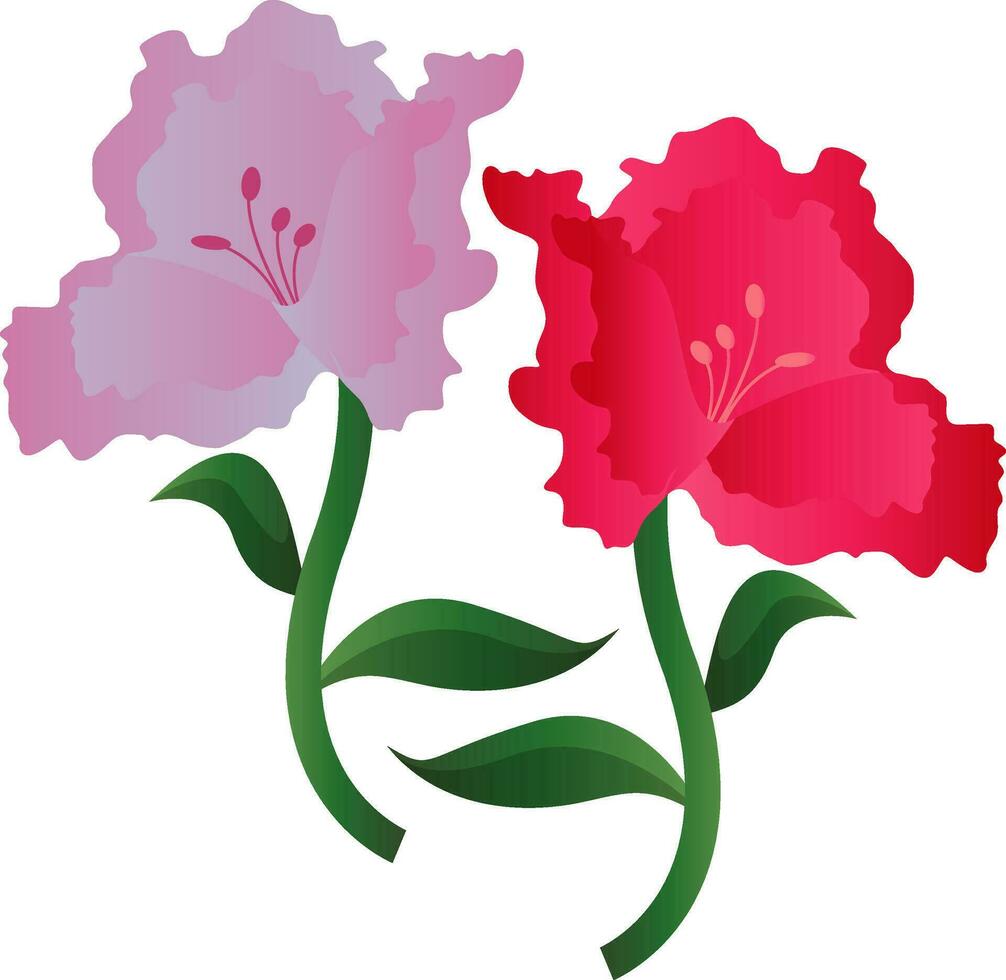 Vector illustration of lila and pink azalea  flowers on white background.