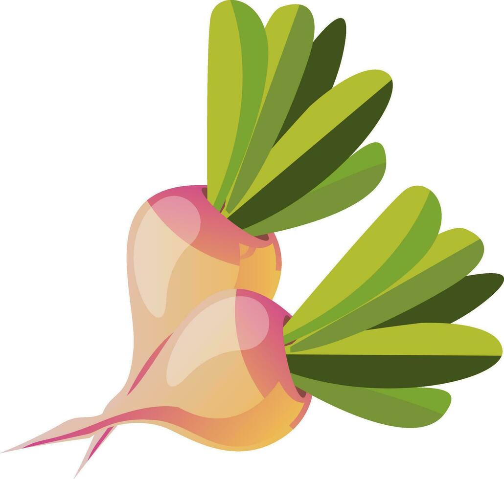 Fresh radish, illustration, vector on white background.