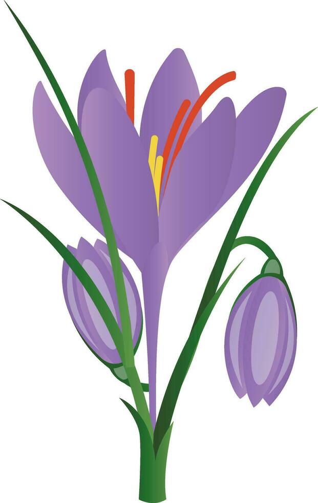 Vector illustration of purple crocus flowers on white background.