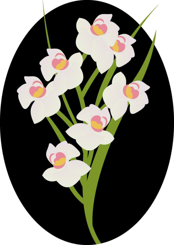 Vector illustration of white cymbidium orchid  flowers with green leafs in black circle  on white background.