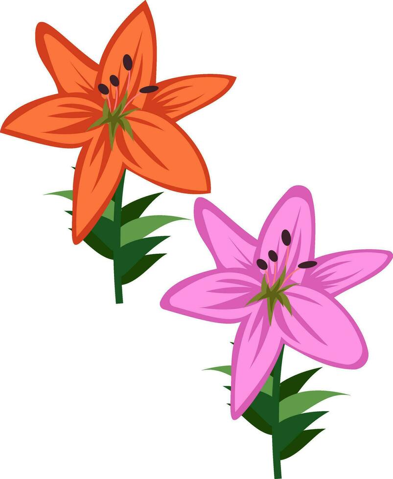 Vector illustration of orange and violet asiatic lily flowers on white background.