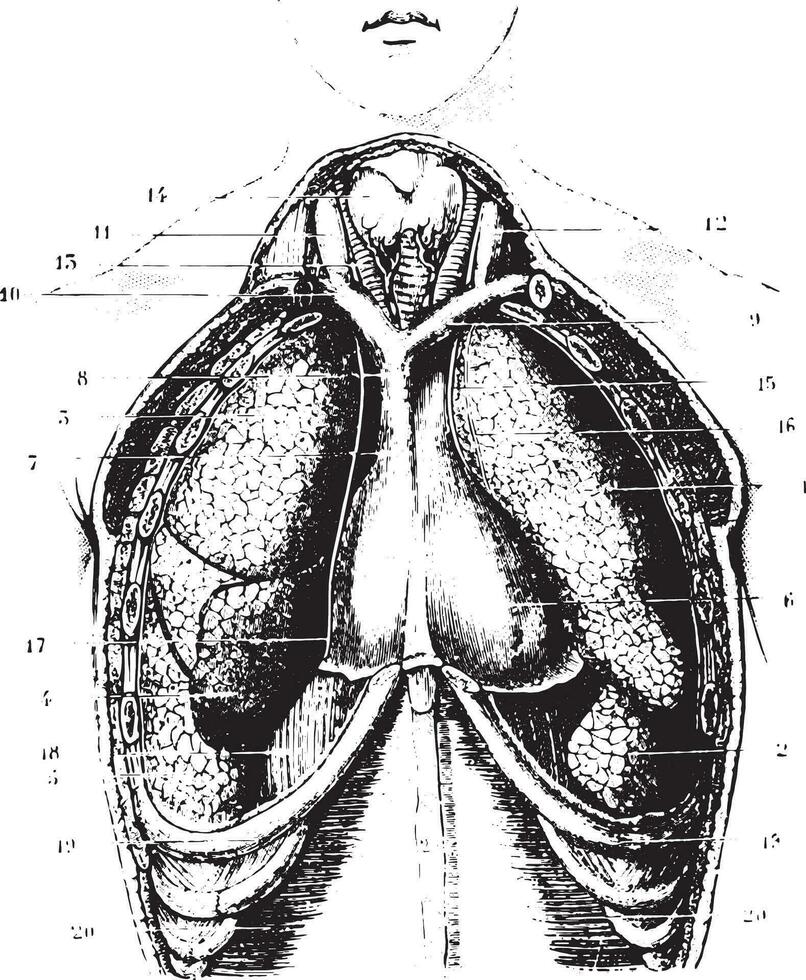 Cutting the chest area for a show available lungs, pleura and pe vector