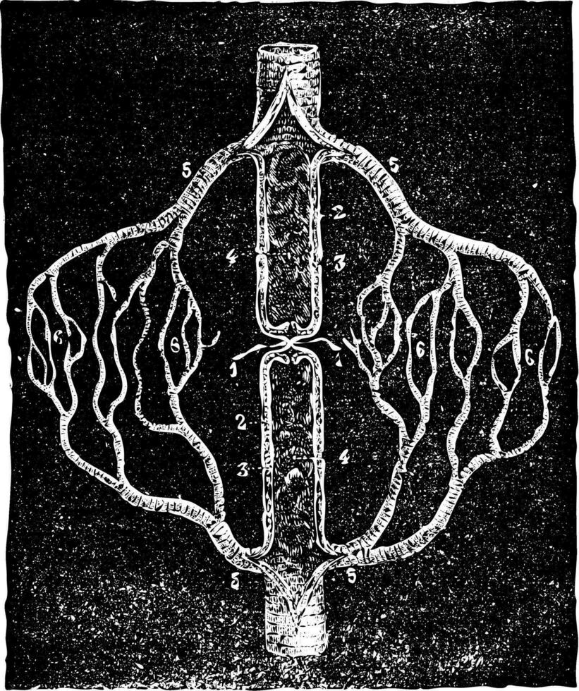 Figure schematic explaining the collateral circulation that deve vector