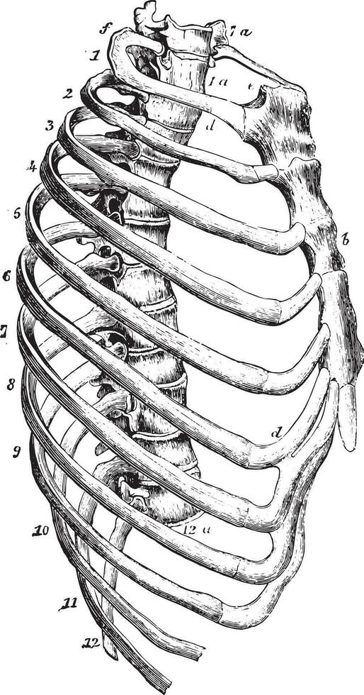 Sternum, vintage engraving. vector