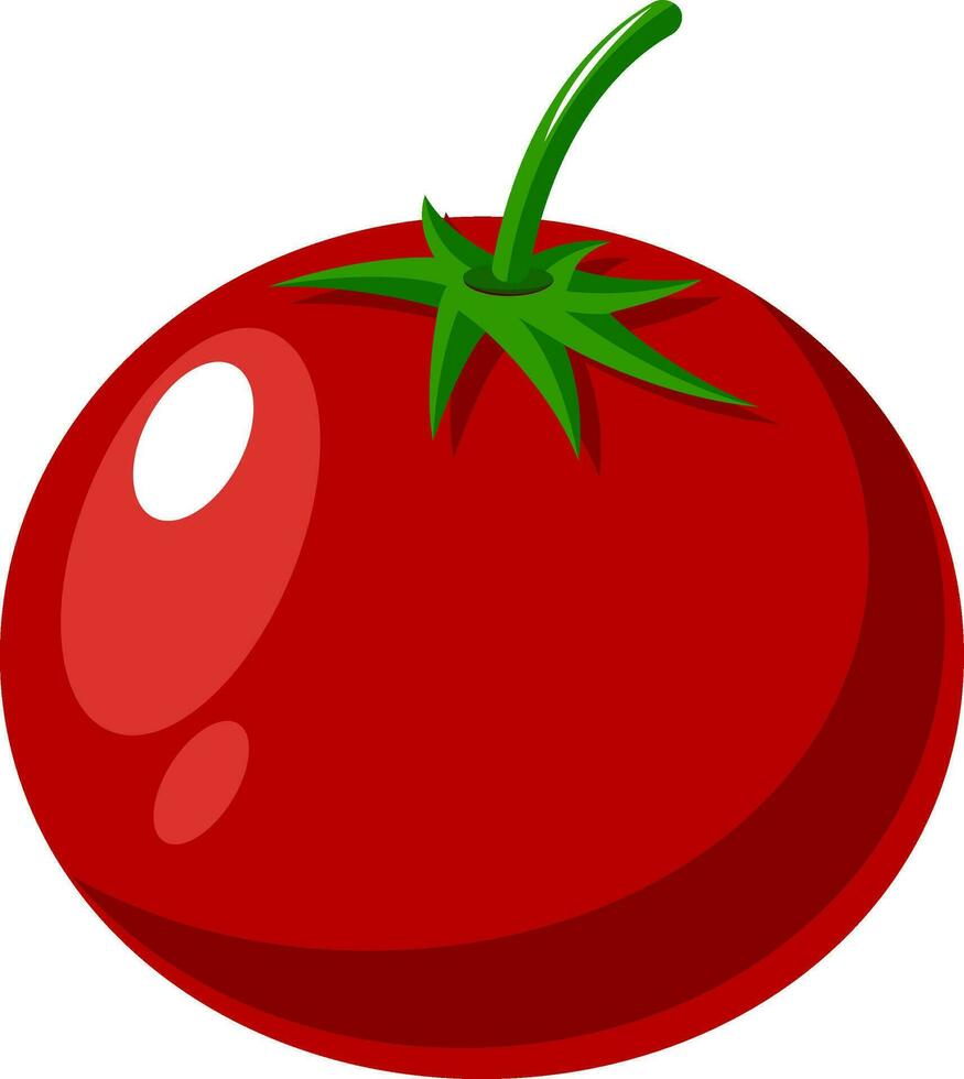 tomate fresco, ilustración, vector sobre fondo blanco.