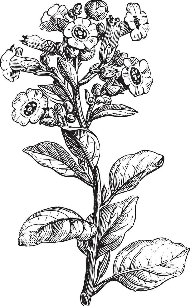 Rustica tobacco or Nicotiana rustica, vintage engraving. vector