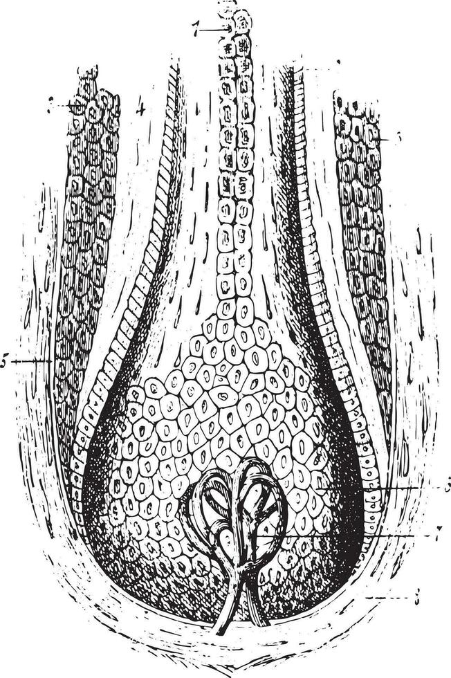 Section of a hair follicle, vintage engraving. vector