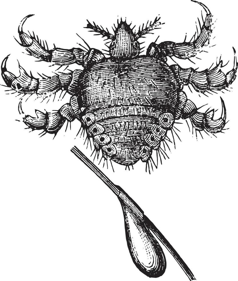 Pubic louse or crab louse, vintage engraving. vector