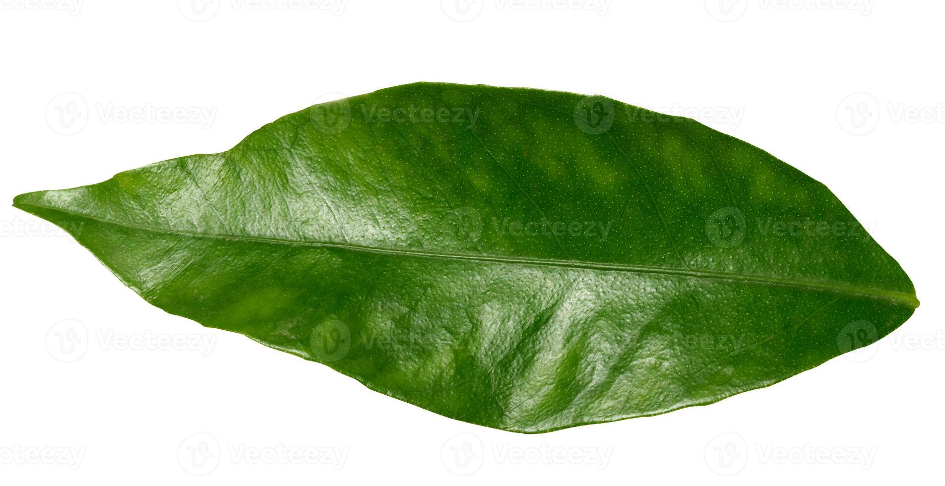 A green clementine leaf on a white isolated background photo