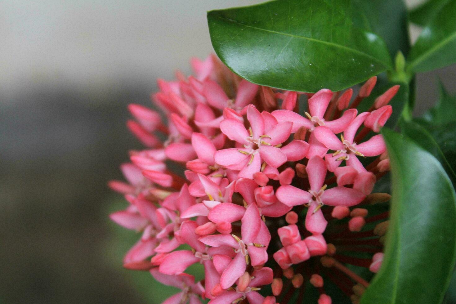 Pink Ixora flower with green leaves in the garden photo