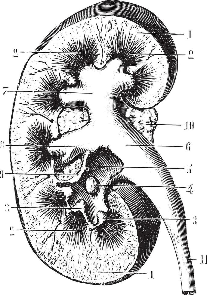 riñón sección, Clásico grabado. vector