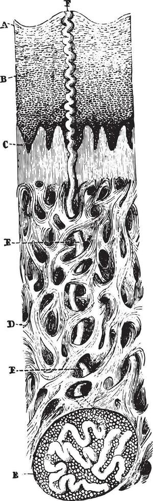 Vertical section of the skin, vintage engraving. vector