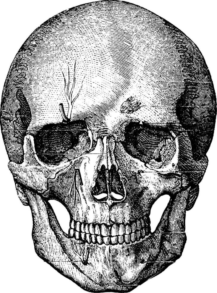 óseo esqueleto de el cara y el anterior parte de el cráneo, vi vector