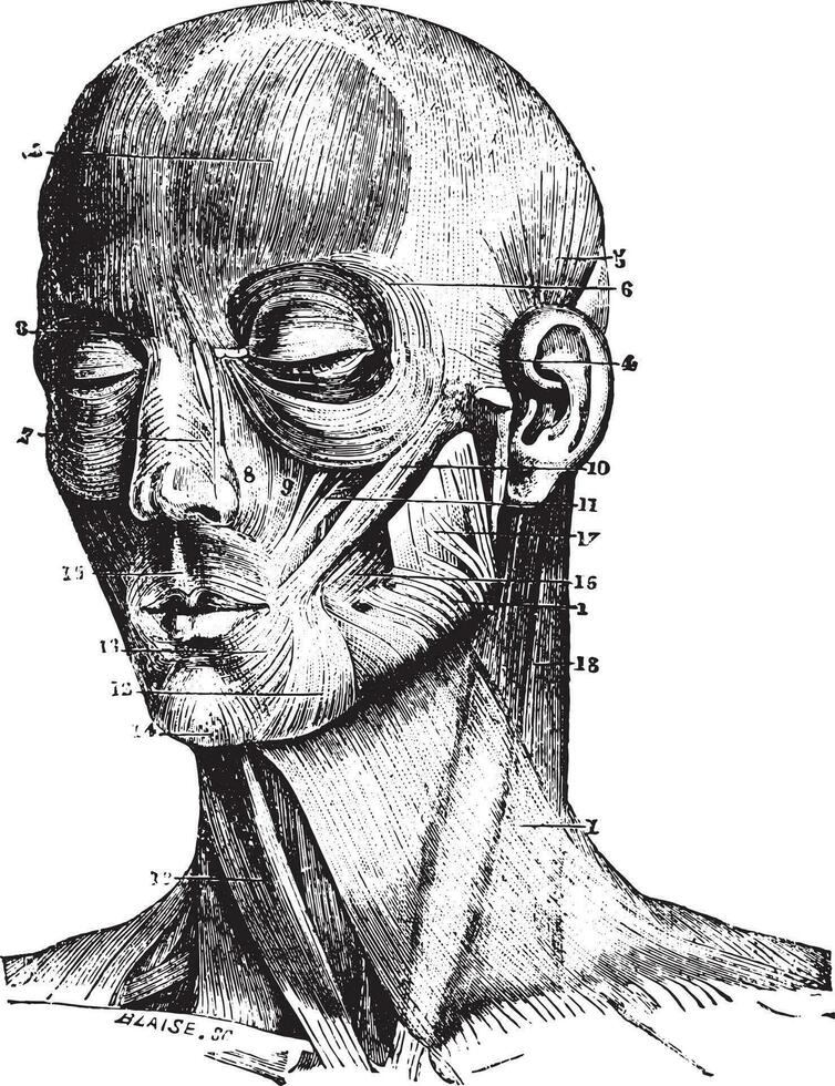 Muscles of the face, vintage engraving. vector