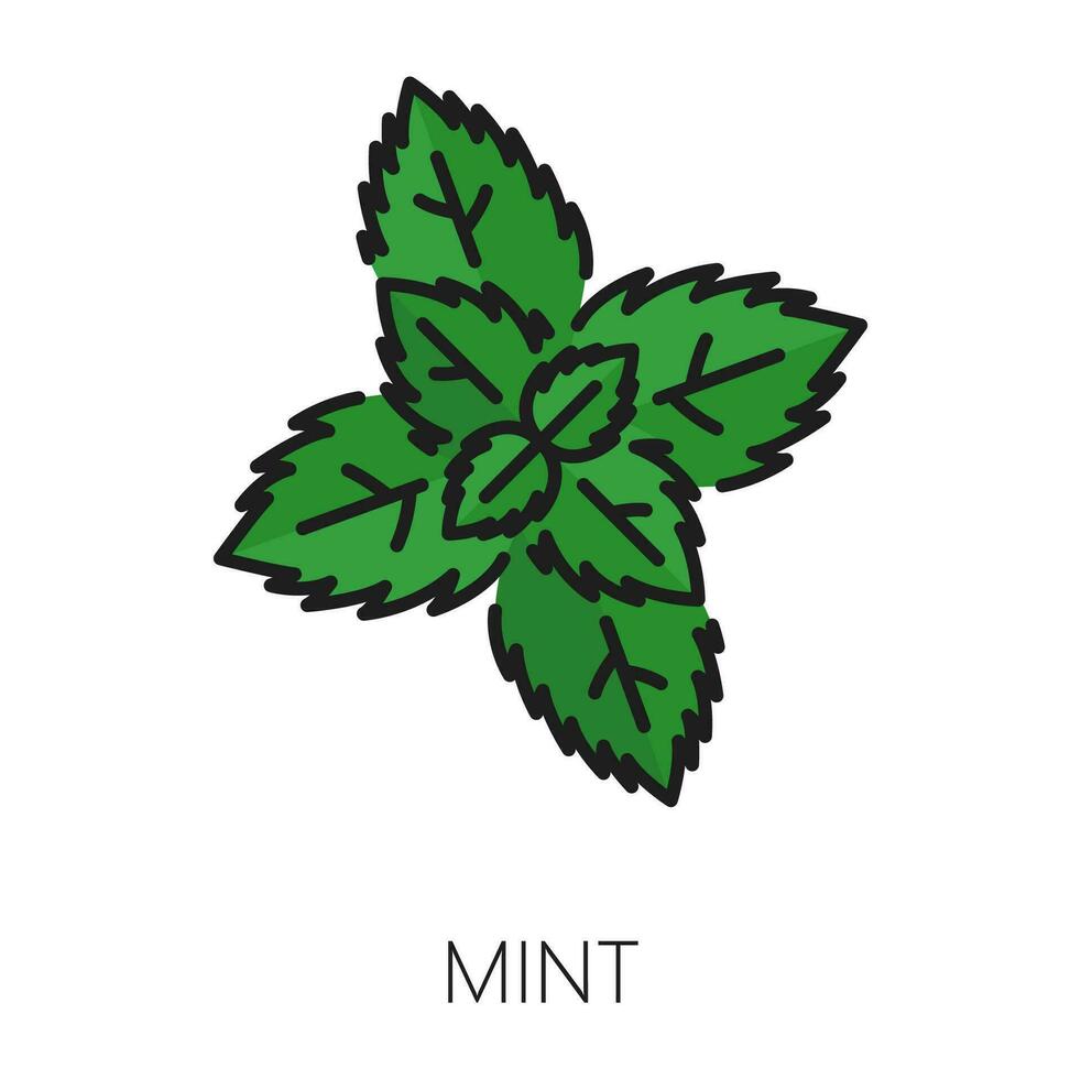 Peppermint green outline culinary herb watermint vector