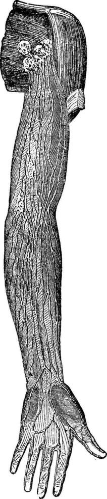 Superficial lymphatic vessels of the upper limb, vintage engravi vector