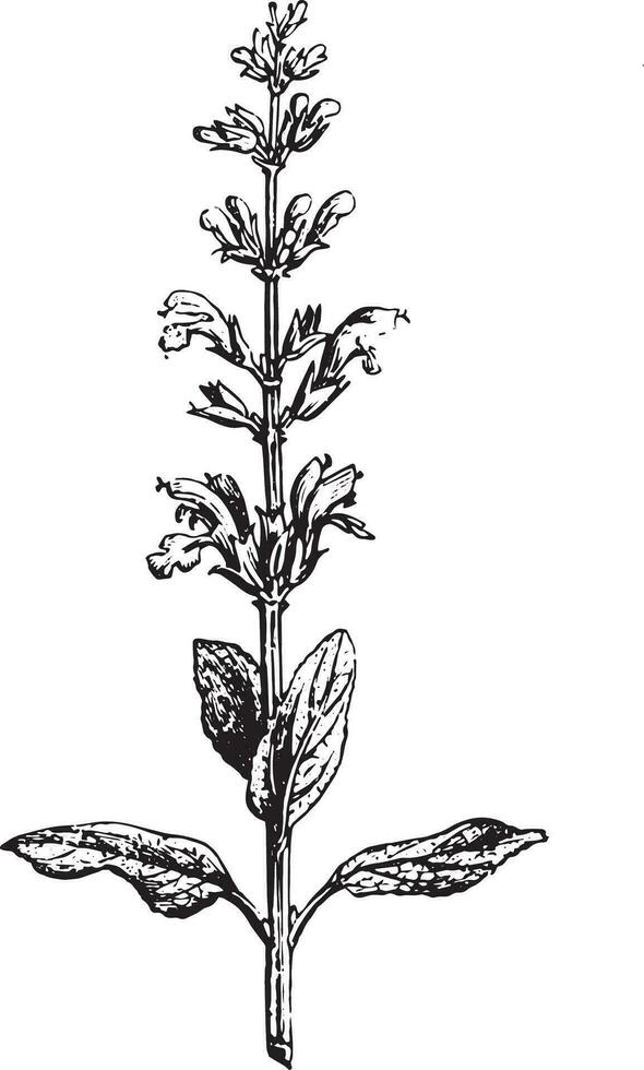 Sage or Salvia, vintage engraving. vector